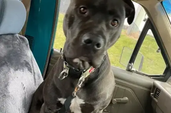 Found dog, Thistle Street West...