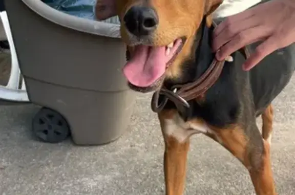 Encontrado perro hembra en Vistabella del Maestrazgo, Castello de la Plana - lleva collar y no tiene chip - photo