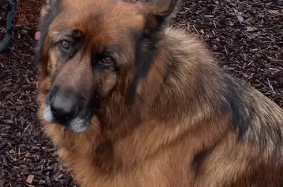 Lost dog, Harolds Cross Road, Harolds Cross, Braidwood - photo