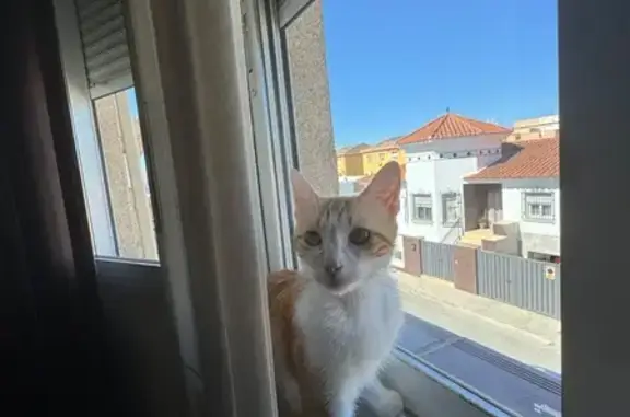 Perdido gato hembra, Calle los López, 32, Casas Bajas, Granada - cola doblada y color amarillo con blanco - photo