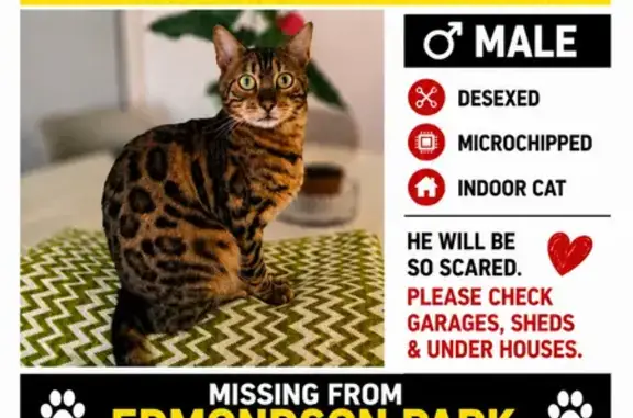 Lost cat, Qurna Road, 10, Liverpool City Council, Liverpool — male Bengal cat, no collar - photo