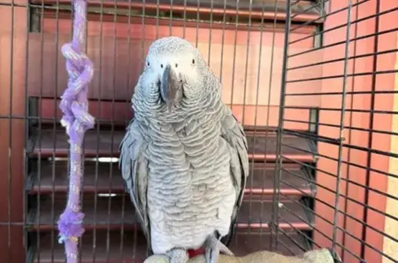 Lorito se ha perdido. Se fue volando de su jaula y estamos intentando encontrarlo. Es un loro gris de cola roja y joven. Es bueno, aunque bastante asustadizo y desconfiado con las personas que no conoce. Responde al nombre de Lorito y dice varias palabras, entre ellas “Beti”, “Mon”, “Keyna”, “Bailey”, “lorito” y “coche”. Lleva una anilla en una de sus patas. Es un miembro de nuestra familia y estamos muy preocupados por él y necesitamos recuperarlo. ️ Si alguien lo ve, por favor, que no lo persiga ni intente asustarlo. Si podéis, enviadnos FOTOS o VÍDEOS y la ubicación donde lo habéis visto, aunque no estéis seguros de que sea él. Cualquier información puede ayudarnos muchísimo. Por favor, compartid para ayudarnos a encontrar a Lorito. ️