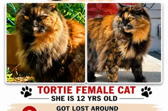 Missing cat Plainview, photo: Lost cat, Nassau Avenue, 39, Plainview — tortie female, 12 years old