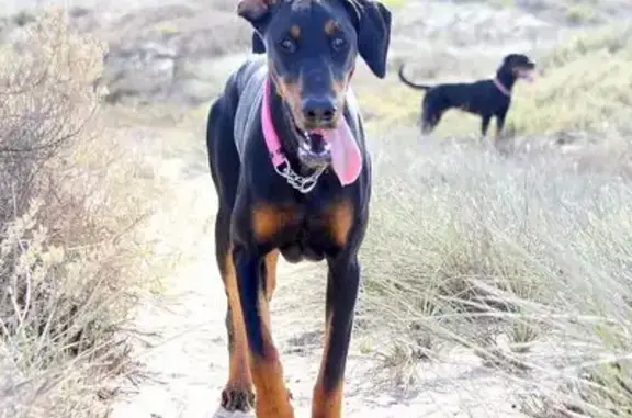 Lost dog, Bergpypie, 16, Paarl, Paarl - female, hurt, pink collar - photo