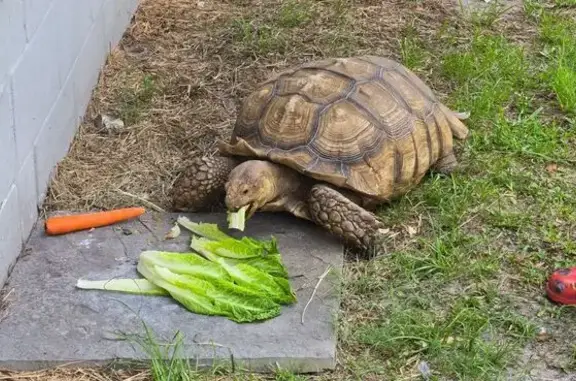 Tiko is a sulcatta tortoise, 2 feet long.