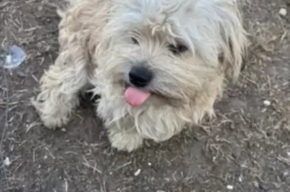 Lost dog, Morocco Road, 10265, Houston - male - photo