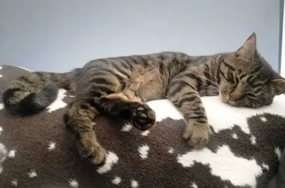 Lost cat, Greybe Street, 58, New Modder — very friendly - photo