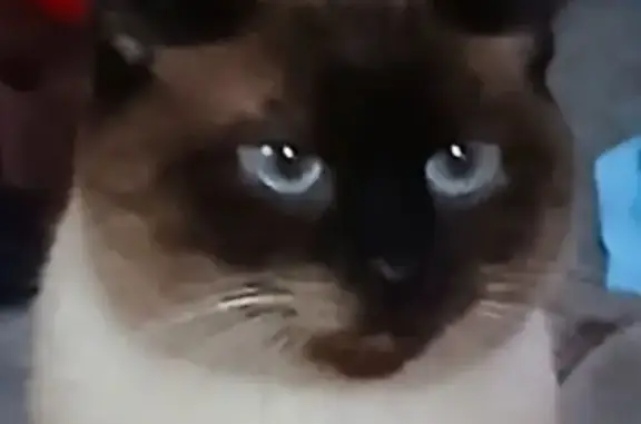 Lost pets Atlanta, photo: Lost cat, Therrell Lane Northwest, Lilburn, Atlanta - seal point Siamese with blue eyes