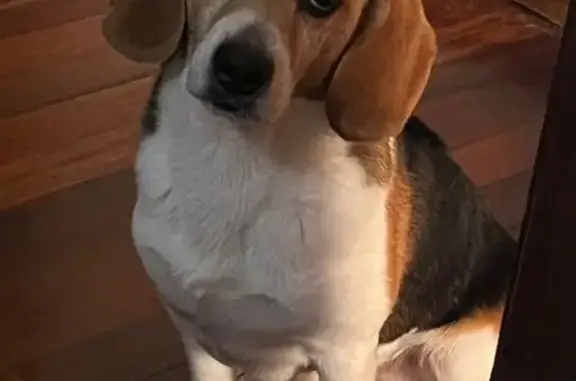 Perdido perro macho, Calle Castilla, 19, Santander - con una pequeña mancha blanca en la cabeza - photo