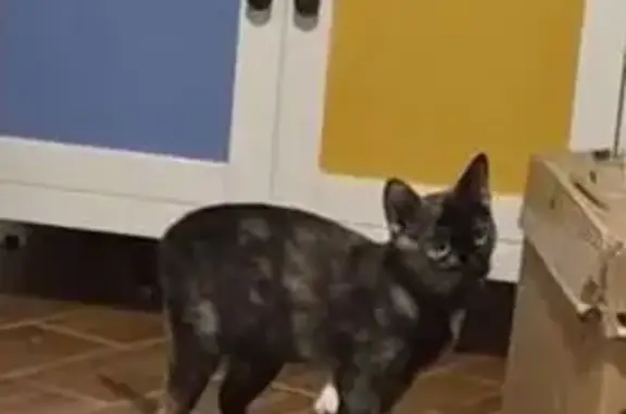 Perdido gato hembra, Calle Encinar del Rey, 32, Collado-Villalba — carey, de un año - photo