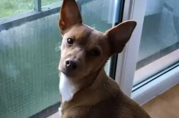 Perdido perro hembra, Avenida Juan Carlos I, 46, Collado Villalba - podenco canela con pecho blanco - photo