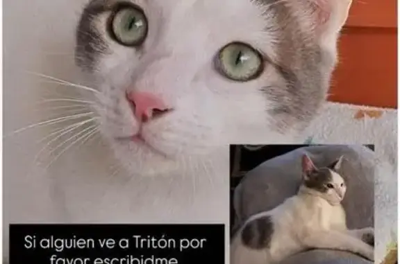 Perdido gato macho, Calle de Carlos Hernández, 38, Ciudad Lineal — muy dócil y cariñoso - photo