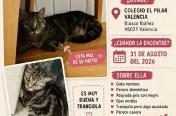Encontrado gato hembra, Avingu...