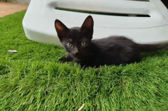 Perdido gato hembra, Calle Santa María de Alarcos, 5, Ciudad Real — gatita negra de 1 mes y medio - photo