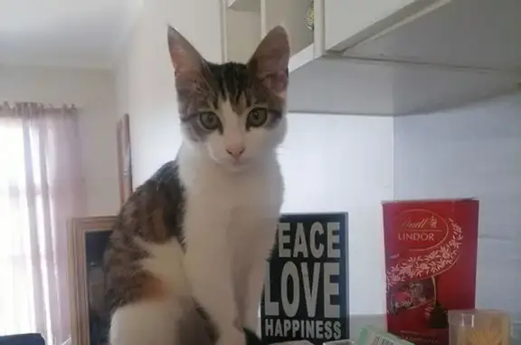 Missing cat Riverlea, photo: Lost cat, Cape Town, Western Cape — brown and white, black and silver bell