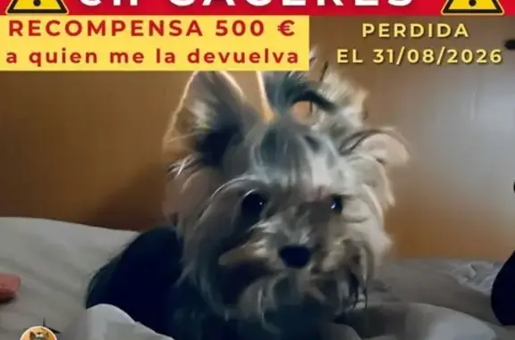 Perdido perro hembra, Toledo - yorkie gris de 1 kg - photo