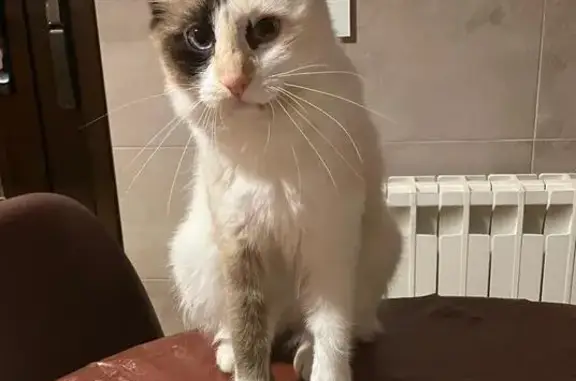 Perdido gato hembra, Calle el Bosque, 41, Cobisa, Toledo - color crema con manchas marrones - photo