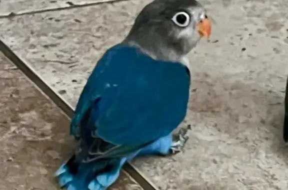 Lost pets Santa Clara, photo: Lost bird, Pomeroy Avenue, 1135, Santa Clara, Sunnyvale — female, small bird with a grey head and white ring around the eyes