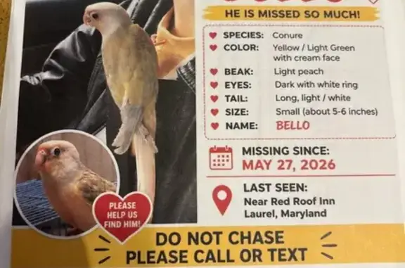 Lost Bird, Laurel - Bowie Road...