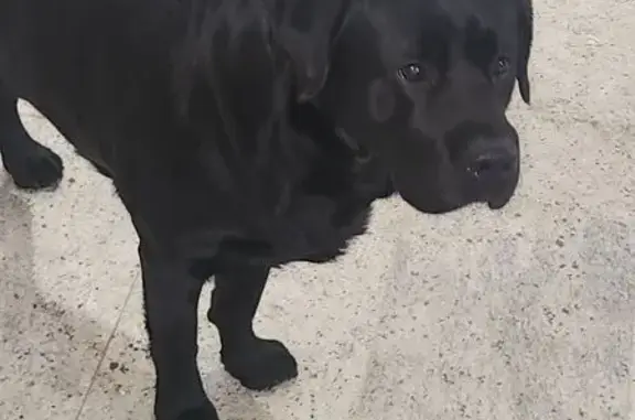 Lost pets Manningham (VIC), photo: Lost dog, Belmore Road, 293, Boroondara, Manningham (VIC) - black Labrador, about 3 years old