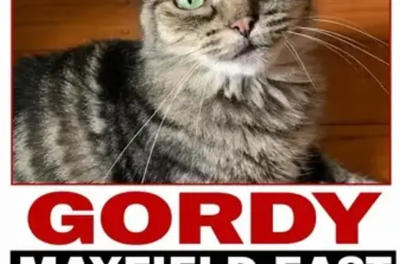 Lost cat, Holt Street, Newcastle — male, grey fluffy tabby, timid - photo