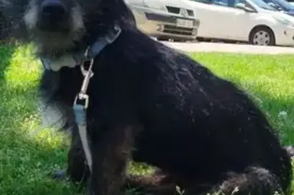 Perdido perro macho, Barriada la Paz, 71, San Roque - negro fuego, con chip - photo