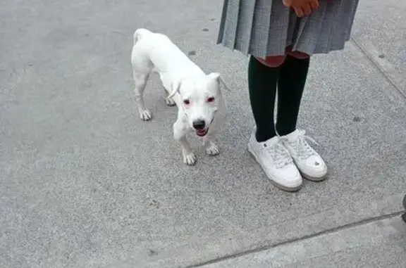 Búsqueda de mascotas, foto: Encontrado perro macho, Avenida México, 157, Ciudad Nezahualcóyotl, Gustavo Adolfo Madero — talla chica, limpio y bien cuidado