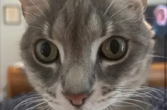 Lost cat, Vast View Way, 65, Franklinton — friendly indoors-only male tabby - photo