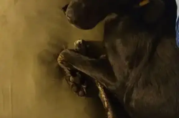 Lost pets Ocean Springs, photo: Lost dog, Hilltop Drive, 4632, Ocean Springs - black and very friendly
