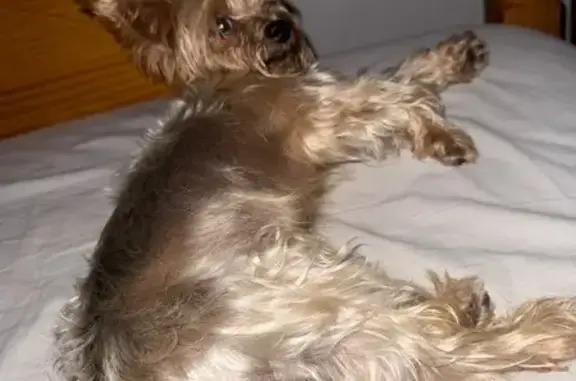 Encontrado perro, Calle Vicent...