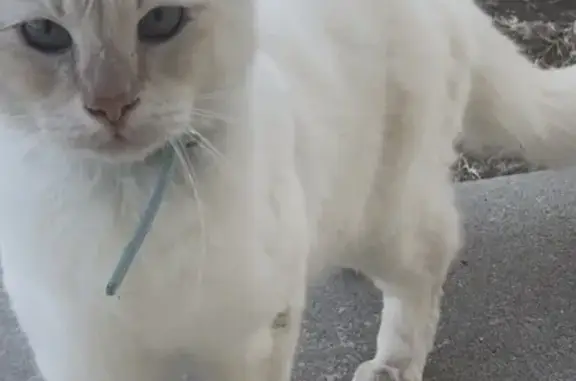 Lost cat, Cambria Court, 1200, Camarillo - male, cream/white body, blue eyes - photo