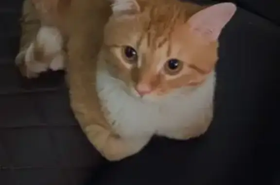Lost pets El Paso, photo: Lost cat, Sean Haggerty Drive, El Paso - male, orange and white, responds to Milo
