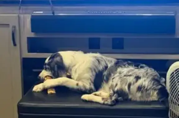 Lost dog, South Choctaw Avenue, 2121, El Reno, Tulsa - female, merle Aussie, two different colored eyes - photo