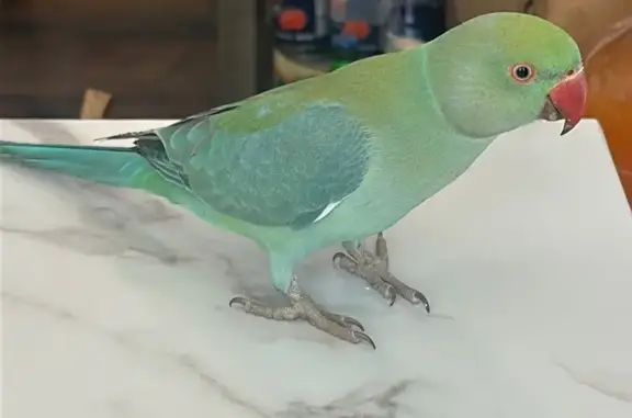 Lost pets San Jose, photo: Lost bird, Lapa Drive, 5151, San Jose - male Indian Ringneck parakeet