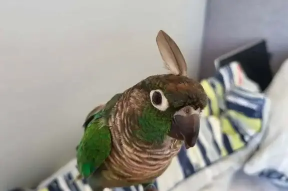 Lost bird Female, Liverpool (al497209) - photo
