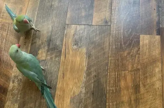 Lost pets San Jose, photo: Lost Bird, Lapa Drive, 5151, San Jose - female Indian Ringneck Parakeet with a bright red beak