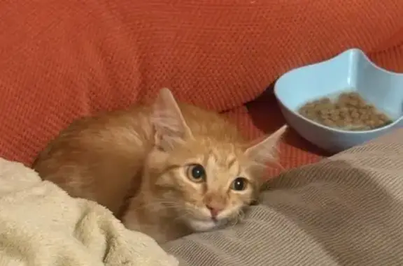 Perdido gato masculino, Carrer General Prim, 24, Alicante - naranja y muy tímido - photo