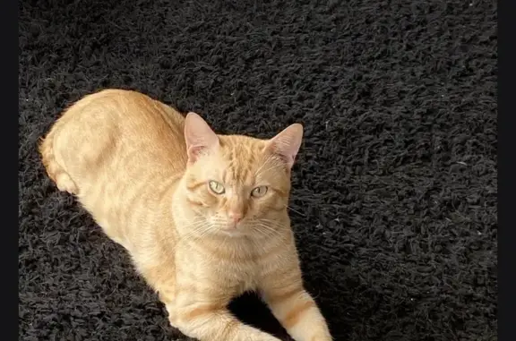 Gatos perdidos, Barcelona, foto: Perdido gato macho en BP-5002, Alella, Barcelona - naranja atigrado, ojos claros