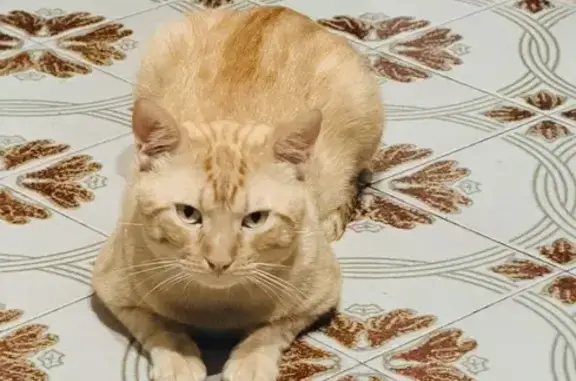 Perdido gato macho en BP-5002, Alella, Barcelona - naranja atigrado, ojos claros - photo