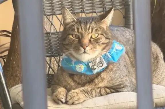 Lost cat, Newell Loop, 25, Gosnells - bigger, a little chubby - photo
