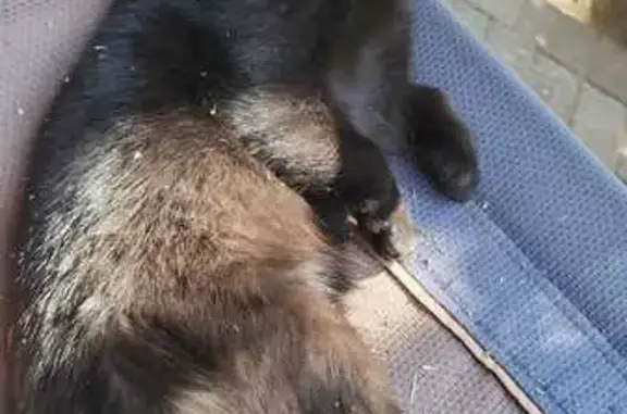 Lost cat, Bergbos Avenue, 14, Rustenburg - black cat with disabled legs - photo