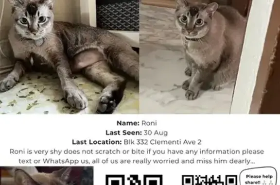 Lost pets Queenstown, photo: Lost cat, Clementi Avenue 5, 327, Singapore - identifiable collar