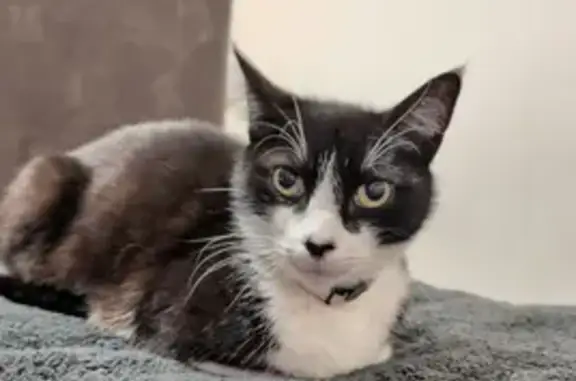 Missing cat Glenorchy Tasmania, photo: Lost cat, Anne Street, Hobart, Glenorchy Tasmania — male tuxedo cat with a glow-in-the-dark collar