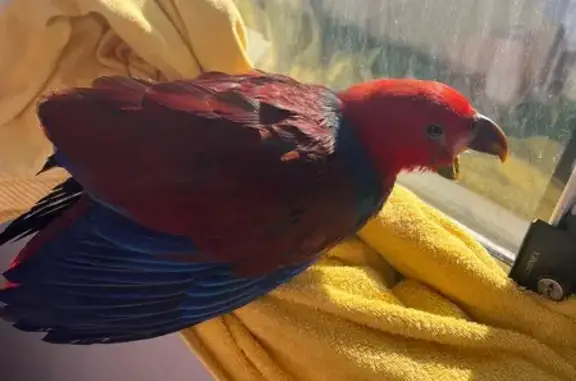 Lost bird, Carinda Street, Sydney, Campbelltown - female with blue and red feathers - photo