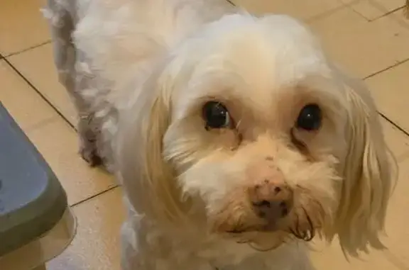 Lost dog, Branch Lane, 25584, Eagle Rock, Kansas City - white, timid, hard of hearing - photo