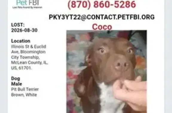 Lost pets Bloomington, photo: Lost dog, Illinois Street, Bloomington — shy 1.5 year old pit mix