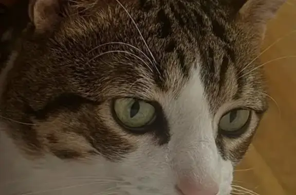 Perdido gato macho, Plaza de Sepúlveda, 16, Alcalá de Henares - ojos verdes, muy cariñoso - photo