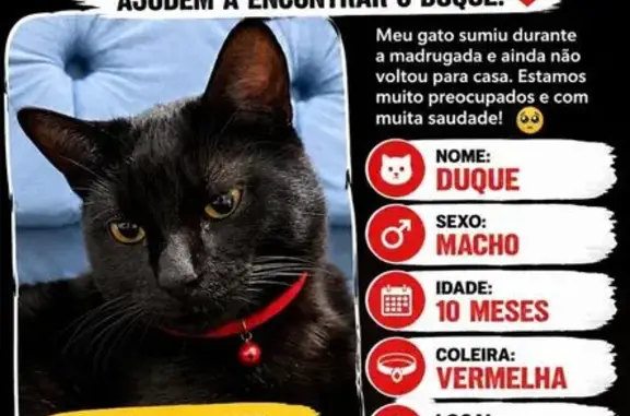 Perdido gato macho, Rua Rio Madeira, 658 — preto, 10 meses, coleira vermelha - photo