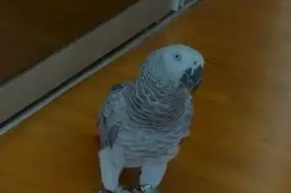 Lost bird, Singapore 828841, Hougang - grey and white feathers, red tail - photo