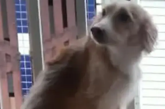 Perdido cachorro fêmea, Rua Fr...